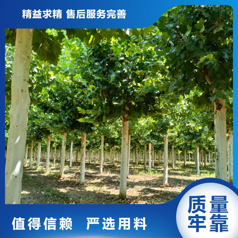 法桐,国槐客户信赖的厂家