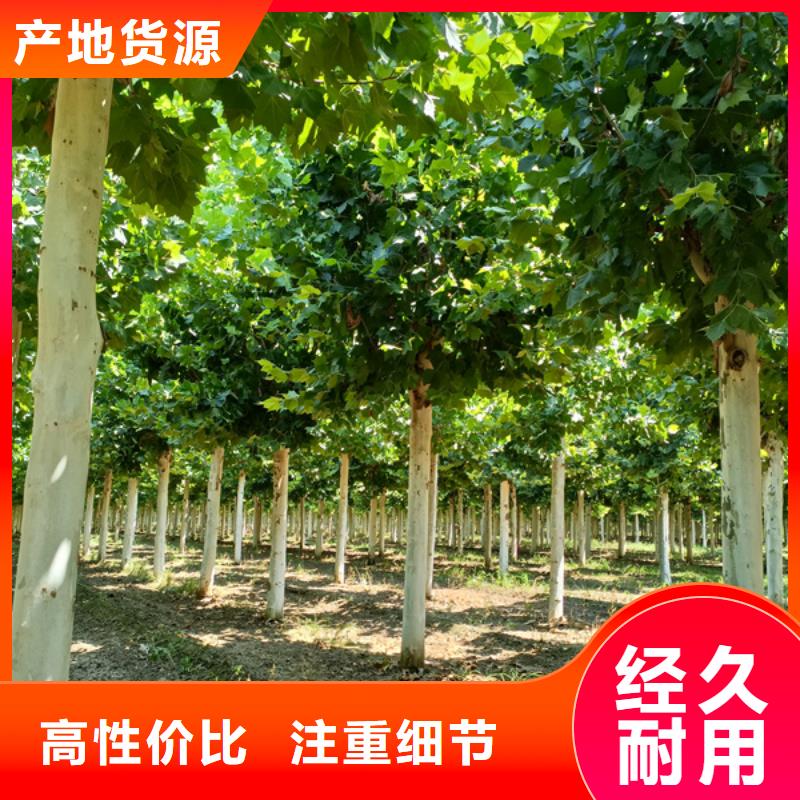 法桐,秋紫白蜡用心服务