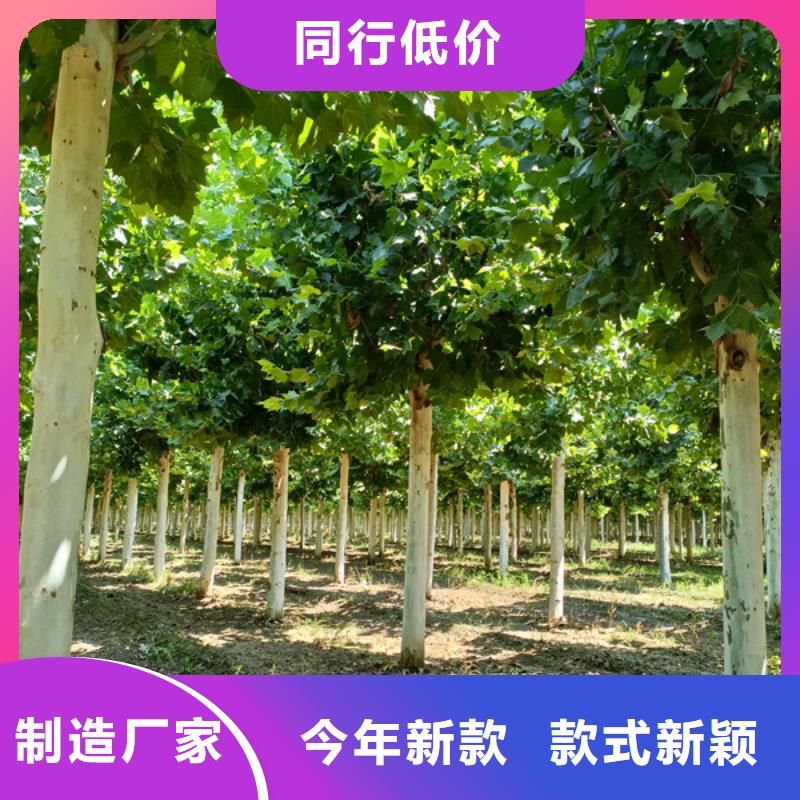 法桐白蜡源头厂家来图定制