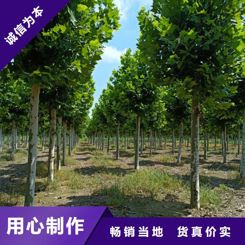 法桐_五角枫供应商
