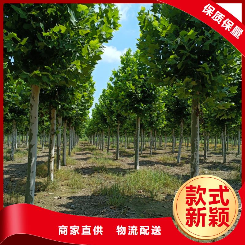 10公分法桐价格质量放心法桐