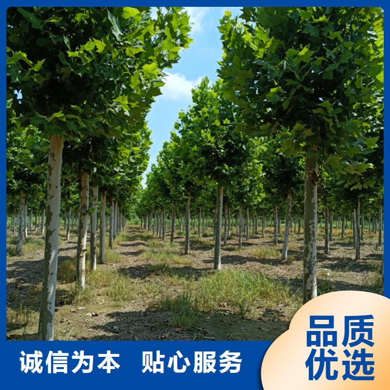 法桐白蜡用心做产品