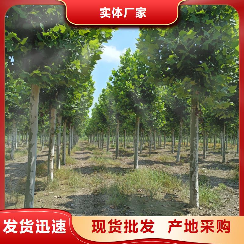 诚信供应20公分法桐的厂家