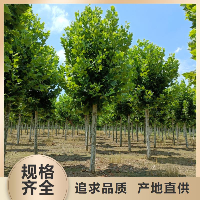 法桐黄金槐价格透明