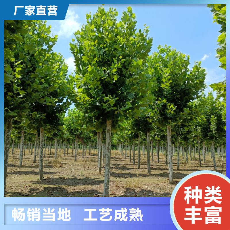 价格低的法桐造型法桐速生法桐法桐小苗供货商