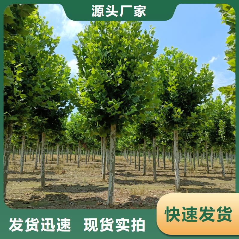 法桐,金叶槐工厂现货供应