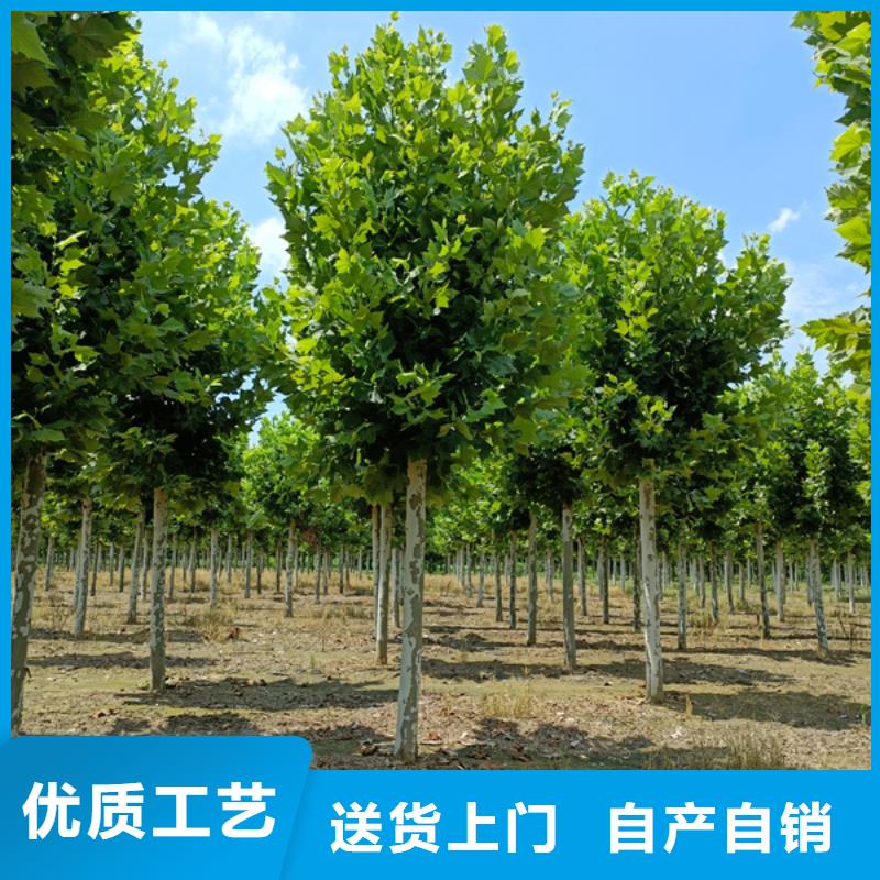 法桐_原生冠法桐大量现货供应