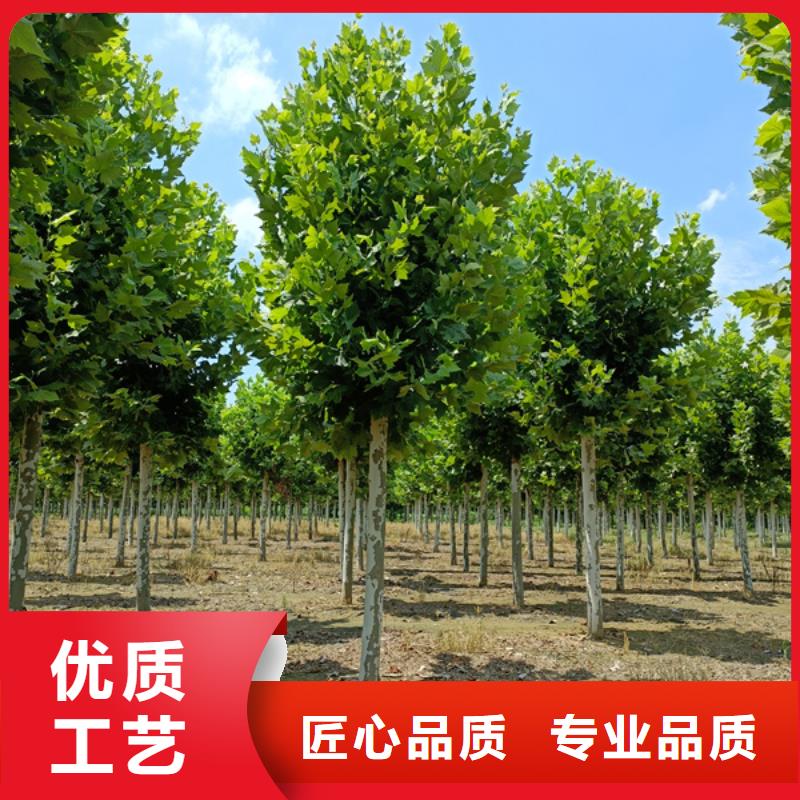 法桐黄金槐现货批发