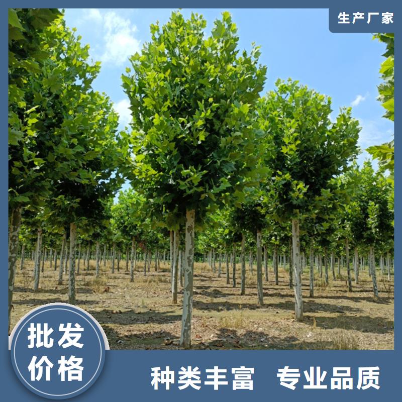 法桐秋紫白蜡就近发货