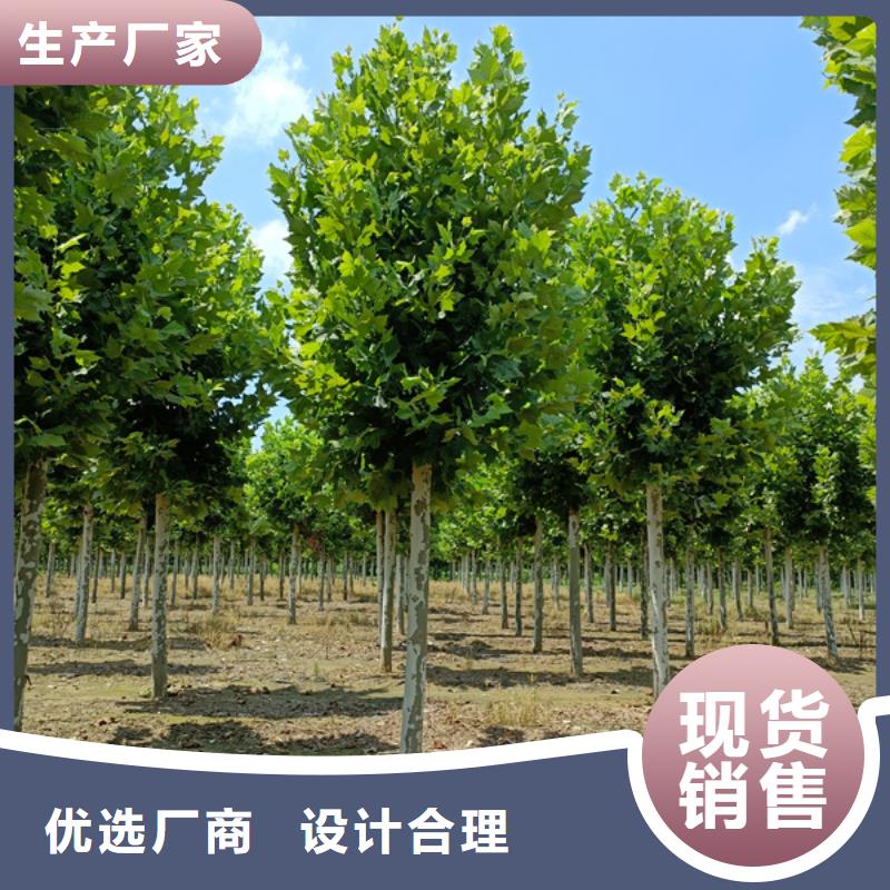 法桐金叶白蜡以质量求生存