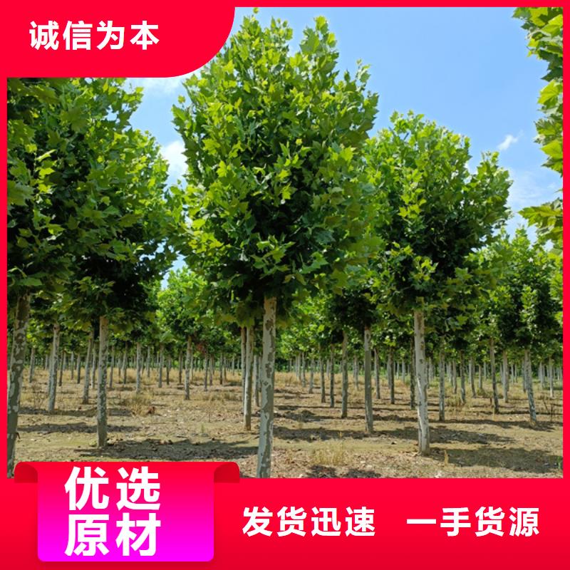 造型法桐放心选择法桐