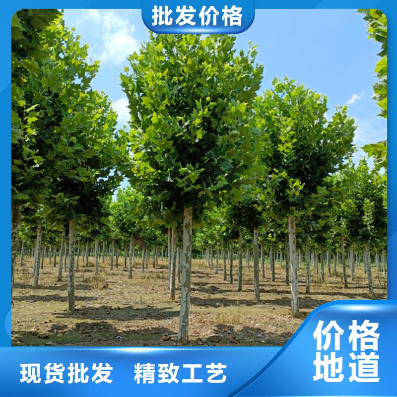 法桐金叶槐匠心工艺