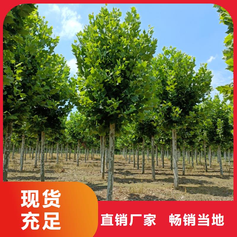法桐金叶白蜡以质量求生存