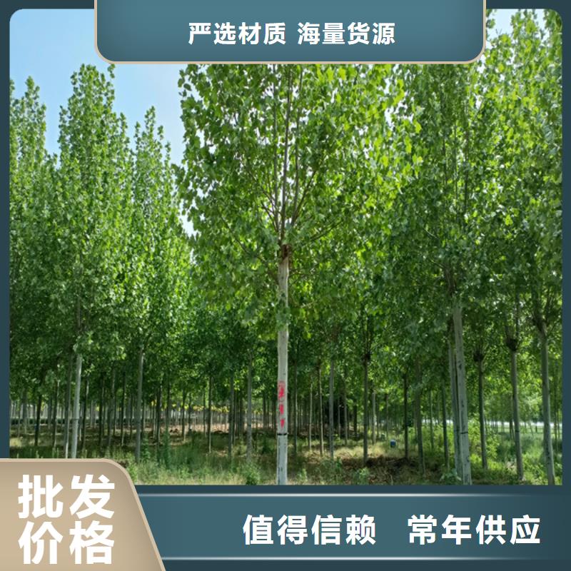 法桐金叶白蜡以质量求生存
