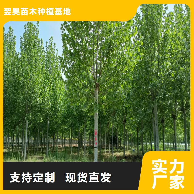 法桐 黄金槐有口皆碑