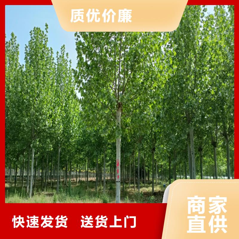 法桐黄金槐现货批发
