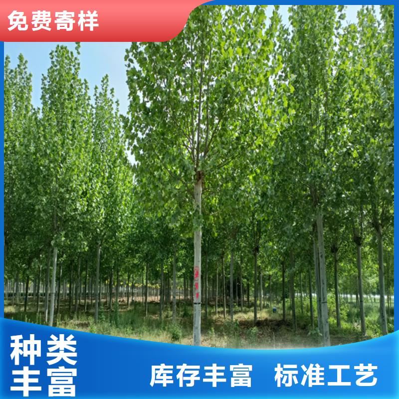 法桐截杆发帽一手货源源头厂家