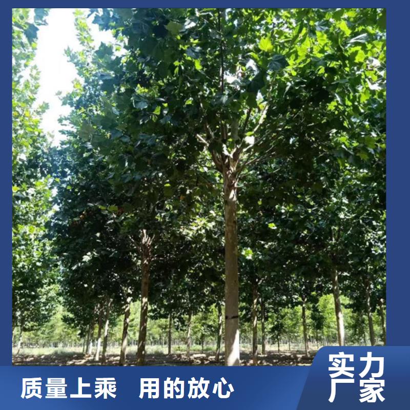 法桐金叶白蜡以质量求生存