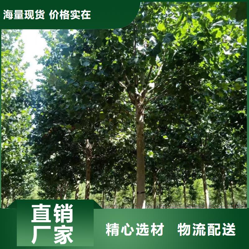 法桐截杆发帽一手货源源头厂家