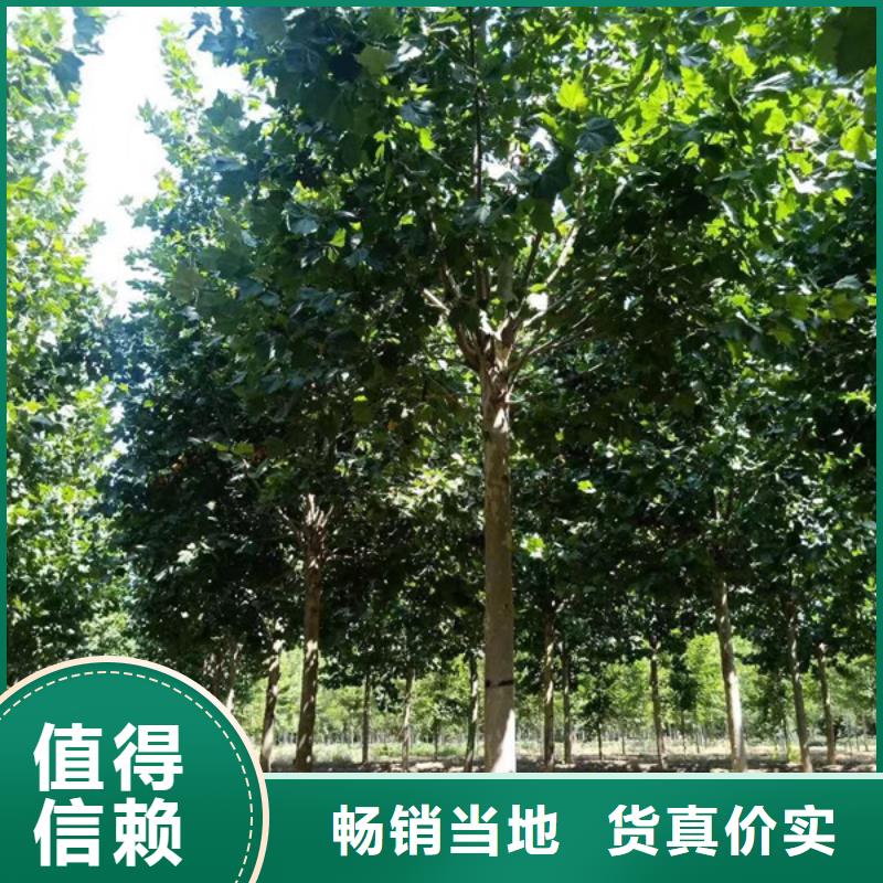 法桐金叶白蜡以质量求生存