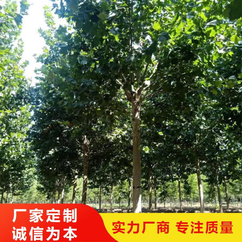 法桐截杆发帽一手货源源头厂家
