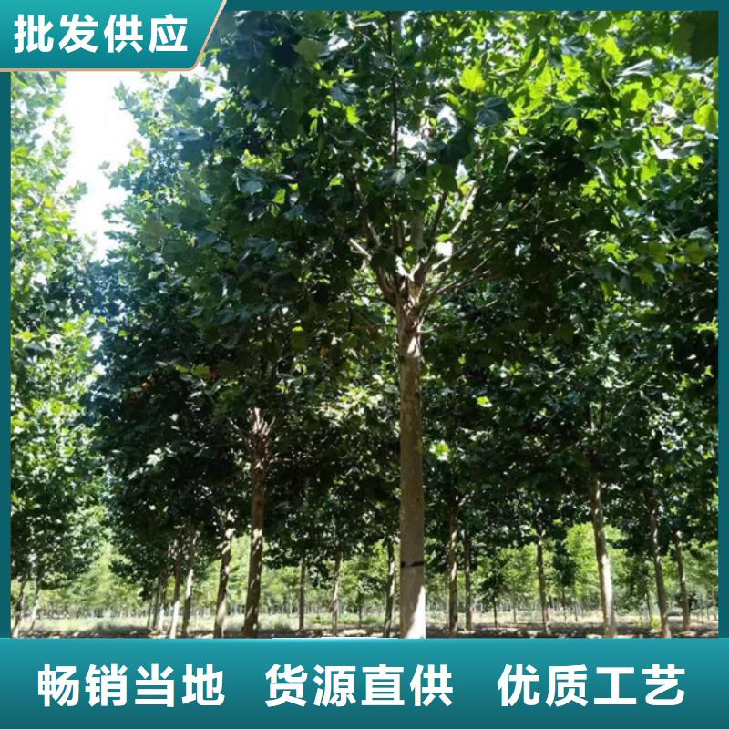 法桐截杆发帽一手货源源头厂家