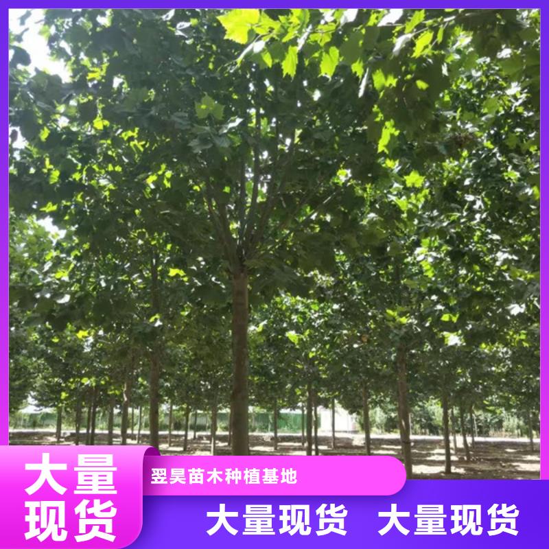 法桐截杆发帽一手货源源头厂家