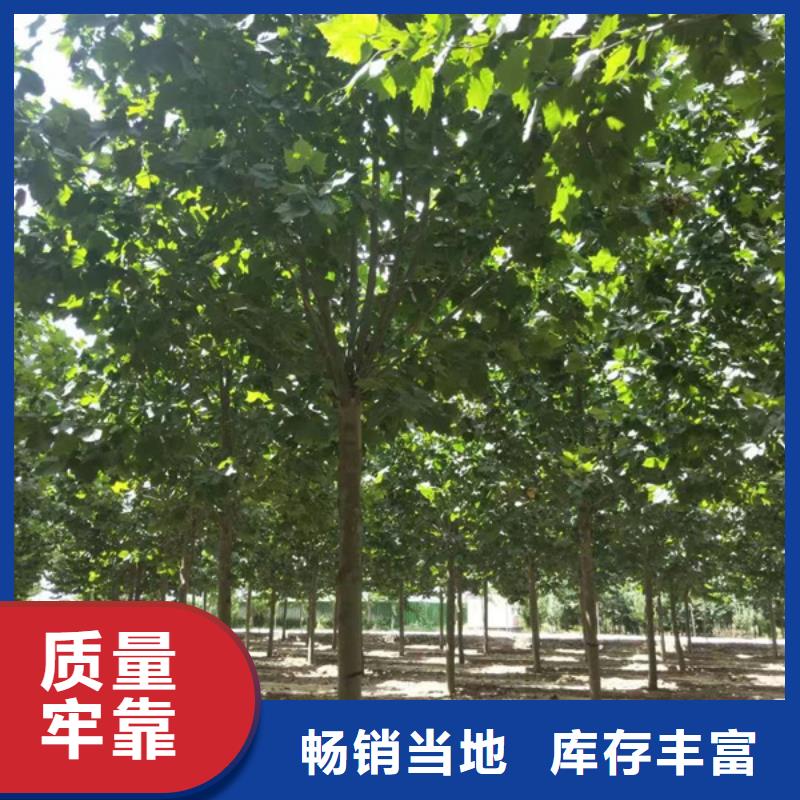 法桐五角枫产品优良
