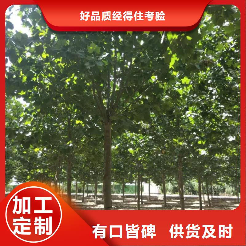 法桐金叶白蜡以质量求生存