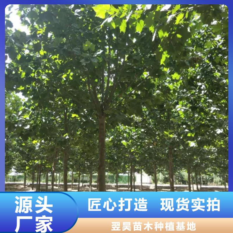 法桐金叶白蜡以质量求生存