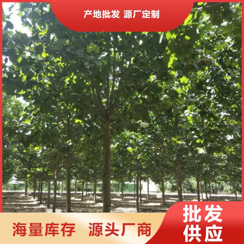 法桐,国槐客户信赖的厂家