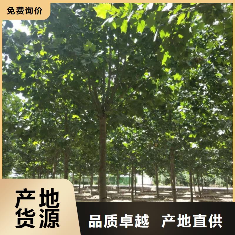 法桐截杆发帽一手货源源头厂家