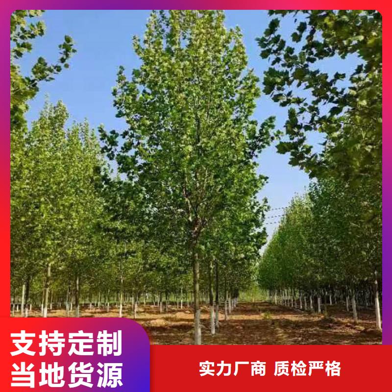 法桐截杆发帽一手货源源头厂家