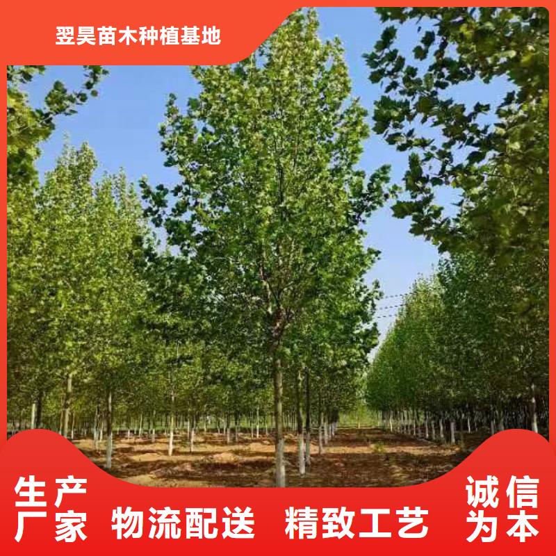 法桐截杆发帽一手货源源头厂家