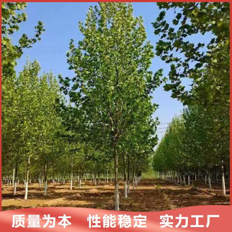 法桐美国红枫详细参数