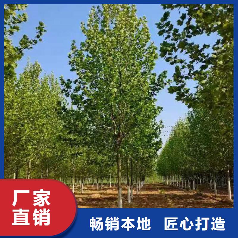 法桐白蜡省心又省钱