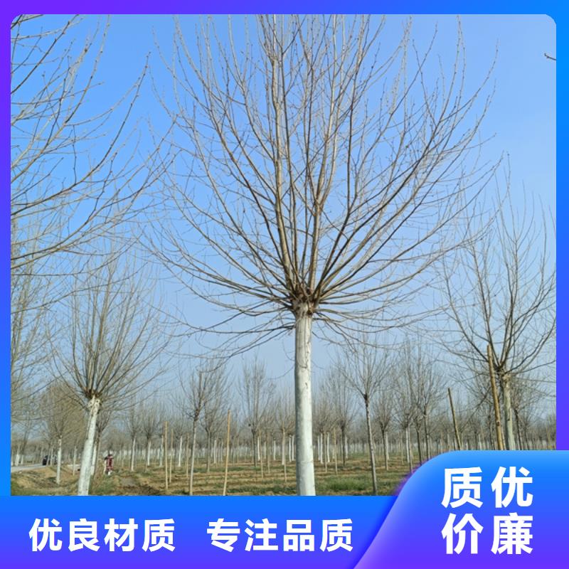 法桐截杆发帽一手货源源头厂家