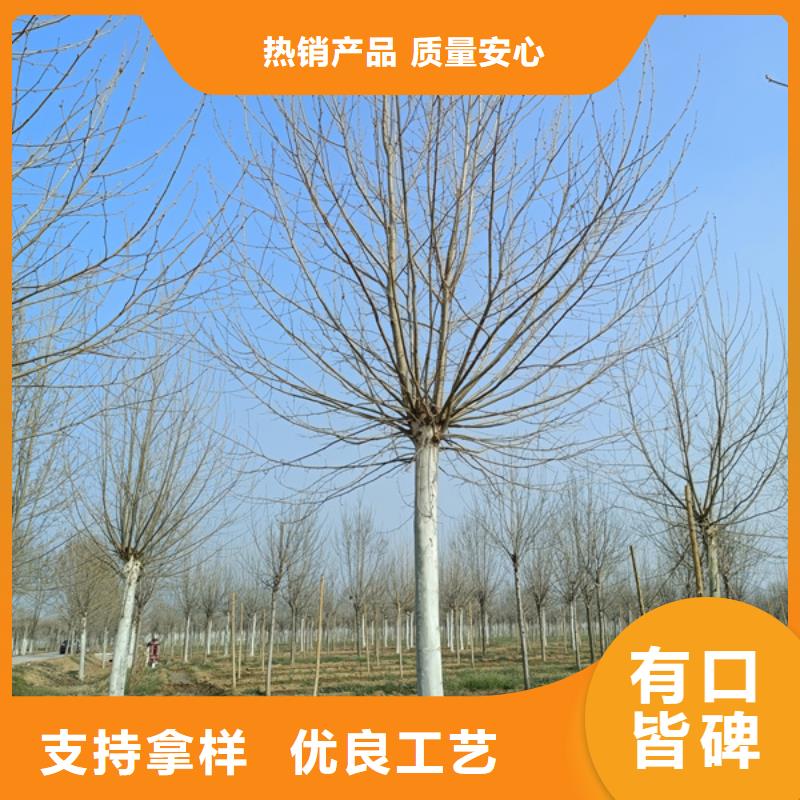 法桐美国红枫详细参数