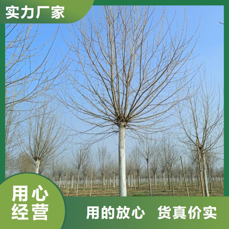 法桐金叶白蜡以质量求生存