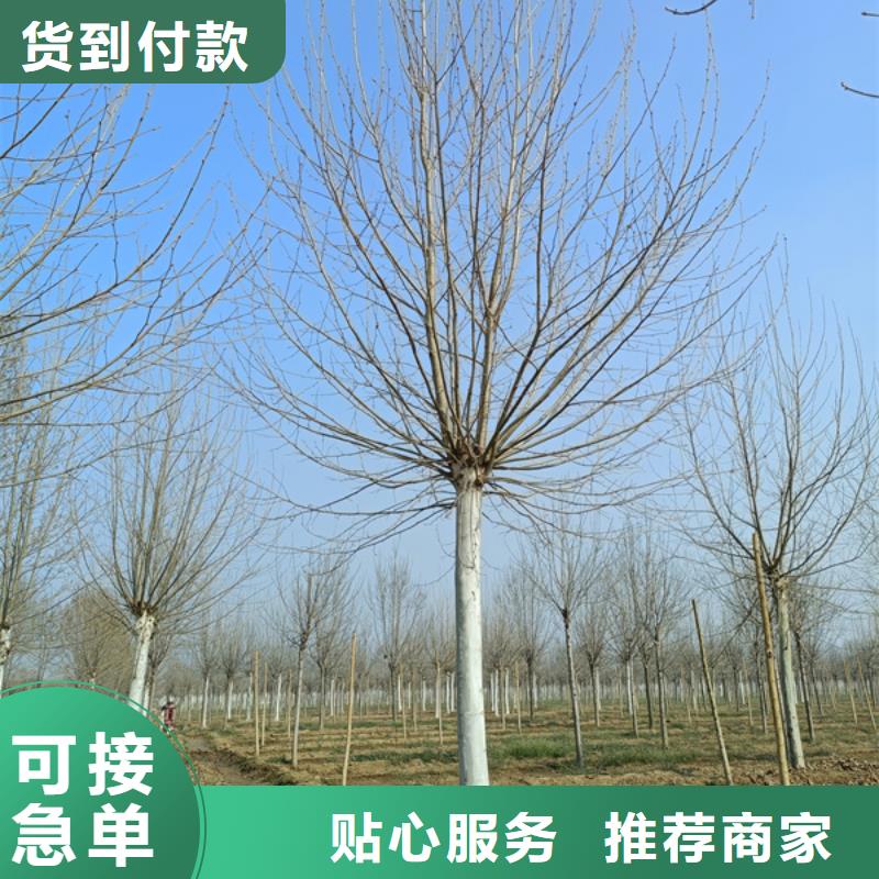 法桐截杆发帽一手货源源头厂家
