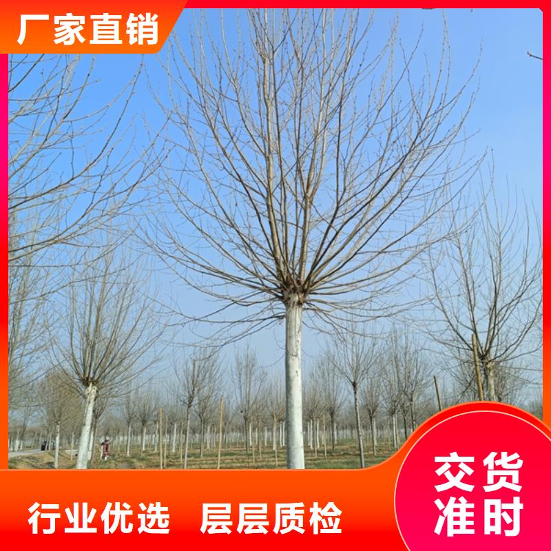 法桐截杆发帽一手货源源头厂家