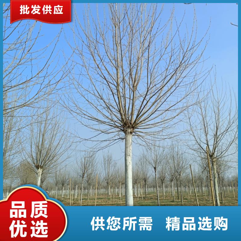 法桐金叶槐品质可靠