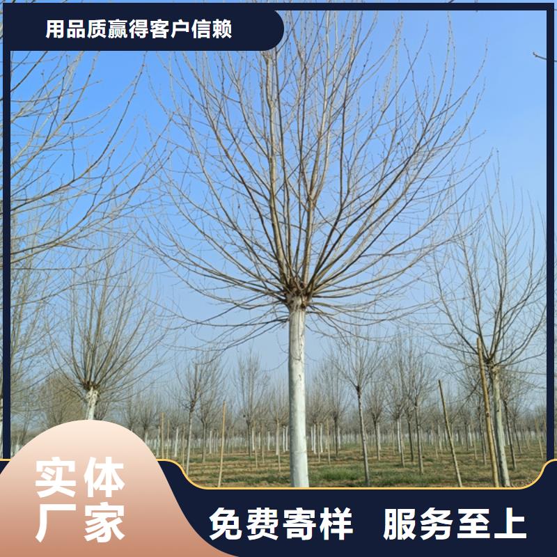 法桐截杆发帽一手货源源头厂家
