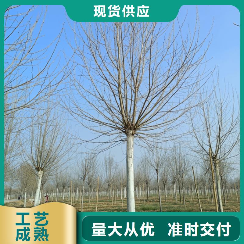 法桐-美国红枫实力厂家直销
