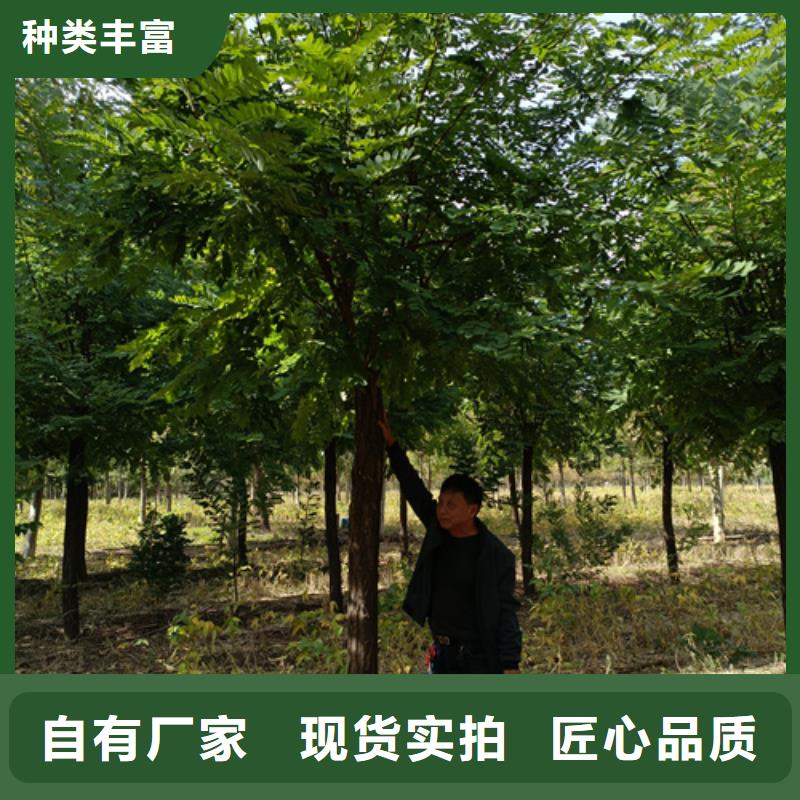 法桐美国红枫客户好评
