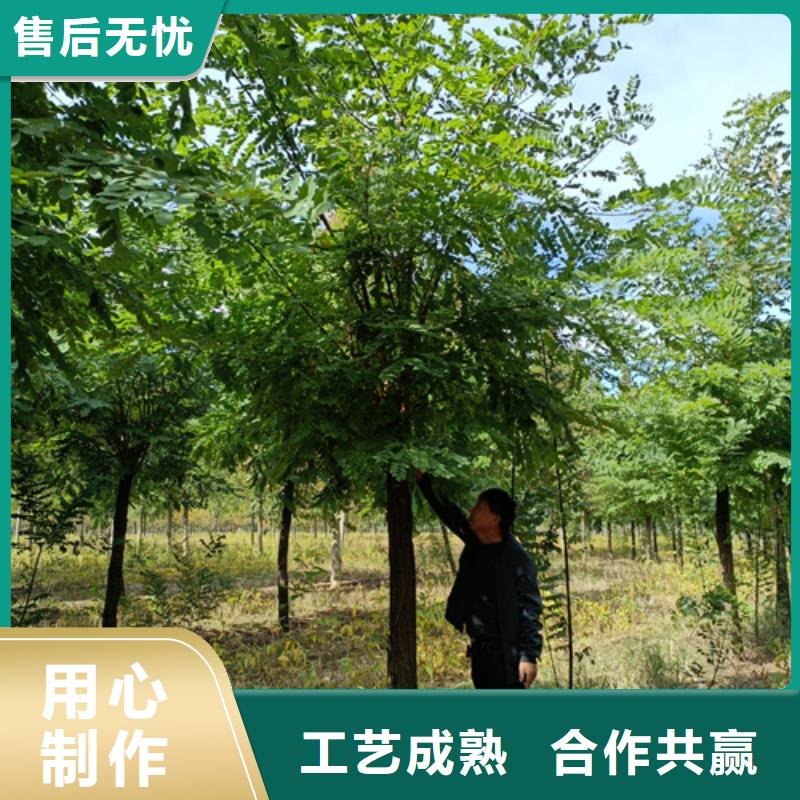 法桐工艺成熟