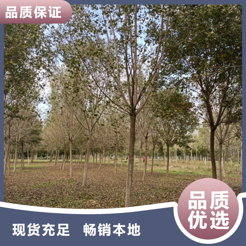#造型法桐#欢迎来电咨询