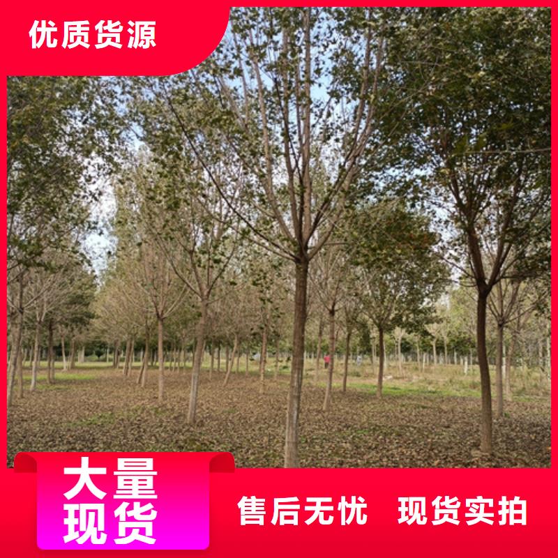 法桐金叶复叶槭批发货源
