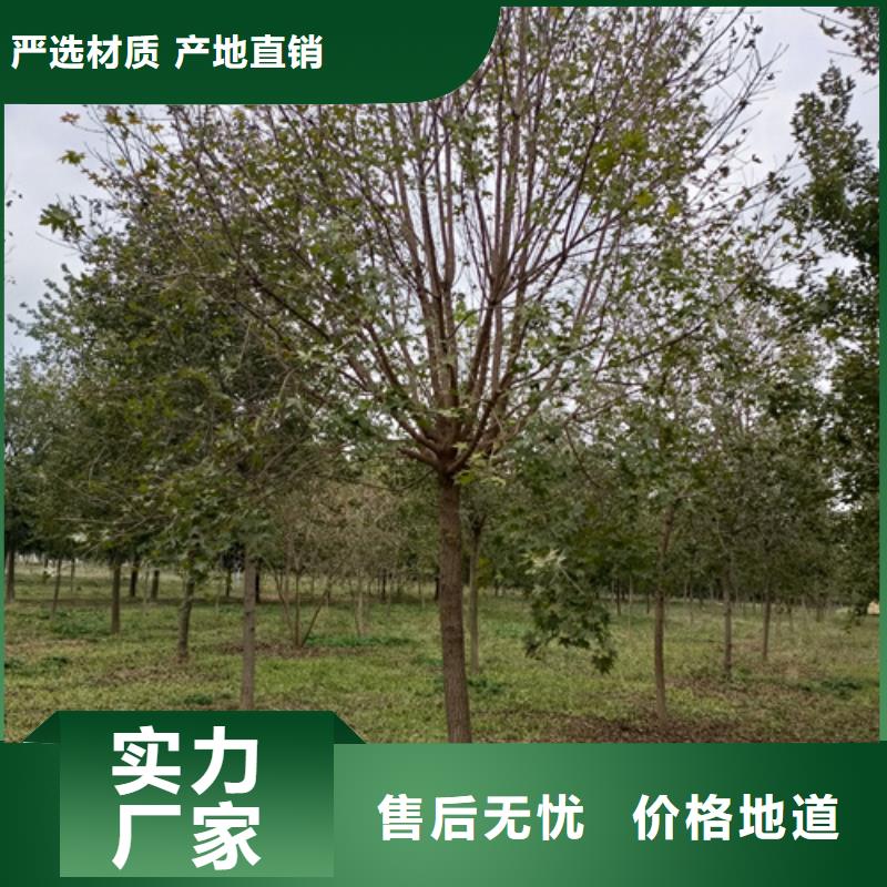法桐美国红枫品质保障售后无忧