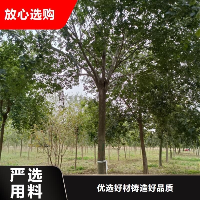 法桐五角枫专业生产品质保证